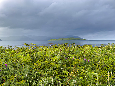 Sea-watch, Angelica lucida, in Dutch Harbor, Amaknak Island in Unalaska, Alaska.