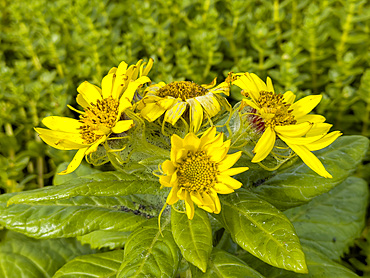 Seabeach Groundsel, Senecio pseudoarnica, flowering in Dutch Harbor, Amaknak Island in Unalaska, Alaska.