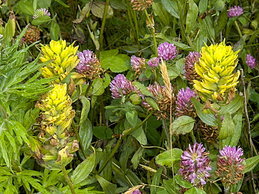 Unalaska Paintbrush, Castilleja unalasschcensis, flowering in Dutch Harbor, Amaknak Island in Unalaska, Alaska.