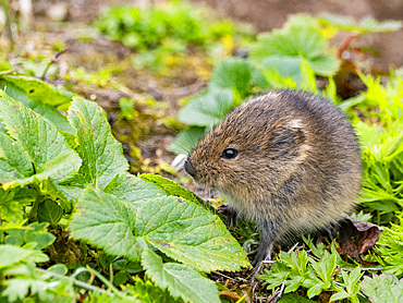 Adult Insular vole, Microtus abbreviatus, endemic to Saint Mathew Island, a remote island in the Bering Sea, Alaska.