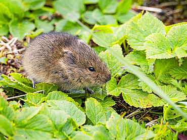 Adult Insular vole, Microtus abbreviatus, endemic to Saint Mathew Island, a remote island in the Bering Sea, Alaska.