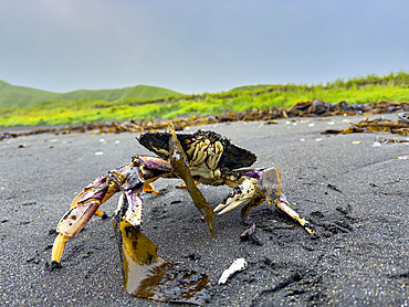 Adult dungeness crab, Metacarcinus magister, Tanaga Bay, Tanaga Island in the Aleutian Archipelago, Alaska.