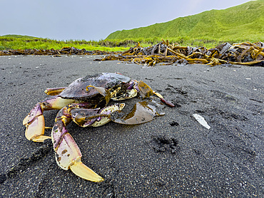 Adult dungeness crab, Metacarcinus magister, Tanaga Bay, Tanaga Island in the Aleutian Archipelago, Alaska.
