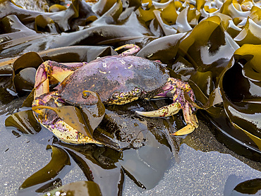 Adult dungeness crab, Metacarcinus magister, Tanaga Bay, Tanaga Island in the Aleutian Archipelago, Alaska.