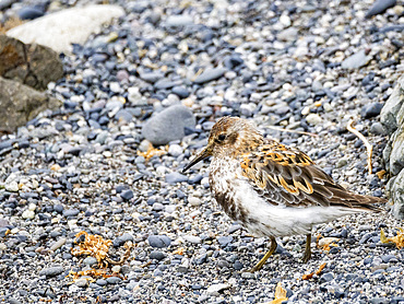 Adult rock sandpiper, Calidris ptilocnemis on Saint Mathew Island, a remote island in the Bering Sea, Alaska.