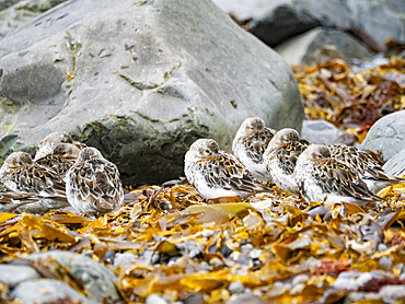 Adult rock sandpipers, Calidris ptilocnemis on Saint Mathew Island, a remote island in the Bering Sea, Alaska.