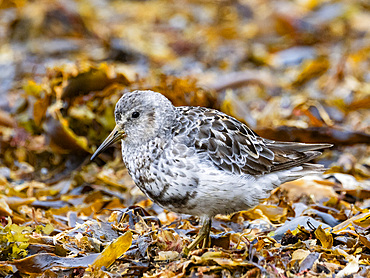 Adult rock sandpiper, Calidris ptilocnemis on Saint Mathew Island, a remote island in the Bering Sea, Alaska.