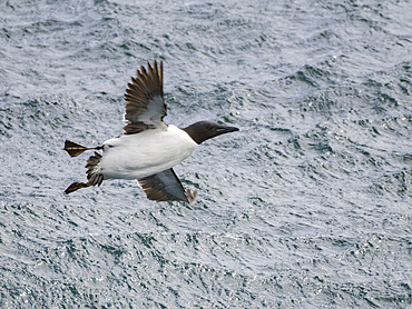 An adult thick-billed murre, Uria lomvia, in flight on Saint George Island, Pribilof Islands, Bering Sea, Alaska.