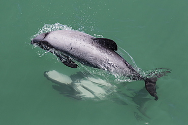 Adult Hector's dolphin (Cephalorhynchus hectori) mating near Akaroa, South Island, New Zealand, Pacific