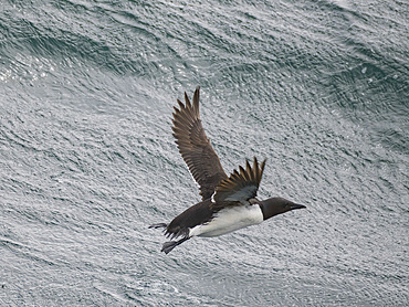 An adult thick-billed murre, Uria lomvia, in flight on Saint George Island, Pribilof Islands, Bering Sea, Alaska.