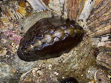 A black leather chiton, Katharina tunicata, in Tanaga Bay, Pribilof Islands, Alaska.