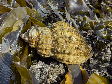 An Oregon hairy triton snail, Fusitriton oregogonensis, in Tanaga Bay, Pribilof Islands, Alaska.