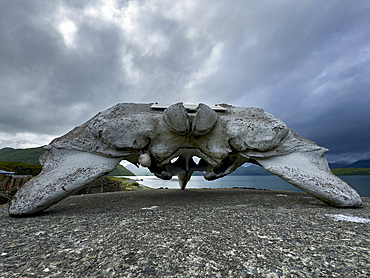 Remains of a baleen whale on top of a World War II pill bunker left unused in Dutch Harbor, Unalaska, Alaska.