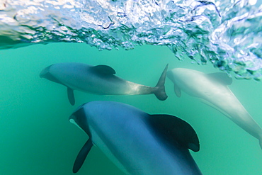 Adult Hector's dolphins (Cephalorhynchus hectori) underwater near Akaroa, South Island, New Zealand, Pacific