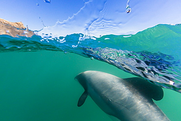 Adult Hector's dolphins (Cephalorhynchus hectori) underwater near Akaroa, South Island, New Zealand, Pacific