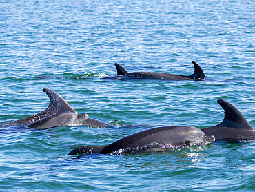 Mother and calf bottlenose dolphins, Tursiops truncatus, surfacing off Isla Carmen, Baja California Sur, Mexico.