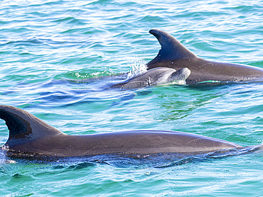 Mother and calf bottlenose dolphins, Tursiops truncatus, surfacing off Isla Carmen, Baja California Sur, Mexico.