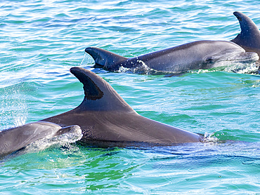 Mother and calf bottlenose dolphins, Tursiops truncatus, surfacing off Isla Carmen, Baja California Sur, Mexico.