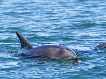 Bottlenose dolphin, Tursiops truncatus, surfacing off Isla Carmen, Baja California Sur, Mexico.