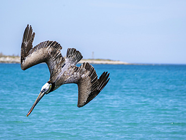 Brown pelican, Pelecanus occidentalis, diving for fish off Isla Carmen, Baja California Sur, Mexico.