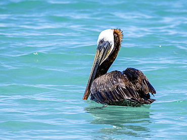Brown pelican, Pelecanus occidentalis, resting on the surface of the ocean, Isla Carmen, Baja California Sur, Mexico.