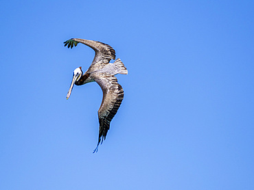 Brown pelican, Pelecanus occidentalis, diving for fish off Isla Carmen, Baja California Sur, Mexico.