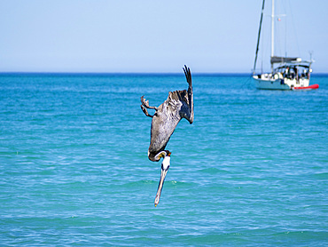 Brown pelican, Pelecanus occidentalis, diving for fish off Isla Carmen, Baja California Sur, Mexico.