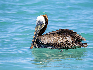 Brown pelican, Pelecanus occidentalis, resting on the surface of the ocean, Isla Carmen, Baja California Sur, Mexico.
