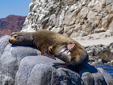 An injured male California sea lion, Zalophus californianus, in Puerto Refugio, Baja California, Mexico.