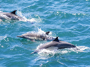 A pod of common dolphins, Delphinus delphis, surfacing near Isla Danzante, Baja California Sur, Mexico.