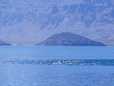 A pod of common dolphins, Delphinus delphis, surfacing near Isla Danzante, Baja California Sur, Mexico.
