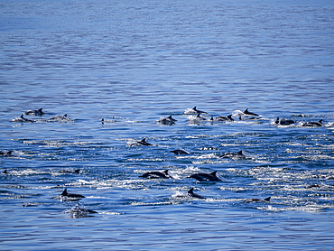 A pod of common dolphins, Delphinus delphis, surfacing near Isla Danzante, Baja California Sur, Mexico.
