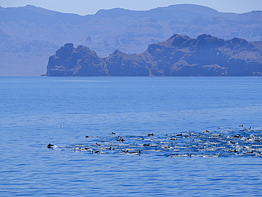 A pod of common dolphins, Delphinus delphis, surfacing near Isla Danzante, Baja California Sur, Mexico.