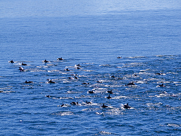 A pod of common dolphins, Delphinus delphis, surfacing near Isla Danzante, Baja California Sur, Mexico.