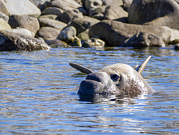 A lone male northern elephant seal, Mirounga angustirostris, in Puerto Refugio, Baja California, Mexico.