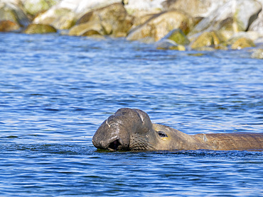 A lone male northern elephant seal, Mirounga angustirostris, in Puerto Refugio, Baja California, Mexico.
