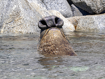A lone male northern elephant seal, Mirounga angustirostris, in Puerto Refugio, Baja California, Mexico.