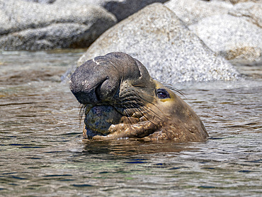 A lone male northern elephant seal, Mirounga angustirostris, in Puerto Refugio, Baja California, Mexico.