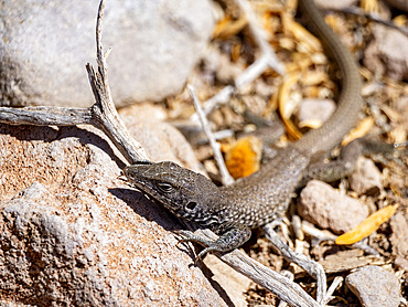 An adult tiger whiptail, Cnemidophorus tigris estebanensis, endemic to Isla San Esteban, Baja California, Mexico.