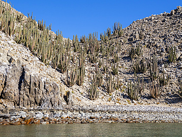 A forest of Mexican giant cardon cactus, Pachycereus pringlei, in Puerto Refugio, Baja California, Mexico.