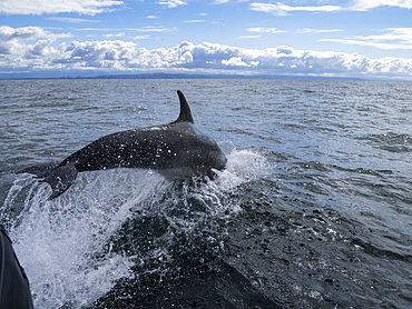 An adult bottlenose dolphin, Tursiops truncatus, bow riding our our skiff outside Newport Beach, California, USA.