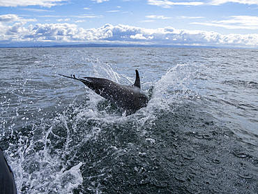 An adult bottlenose dolphin, Tursiops truncatus, bow riding our our skiff outside Newport Beach, California, USA.