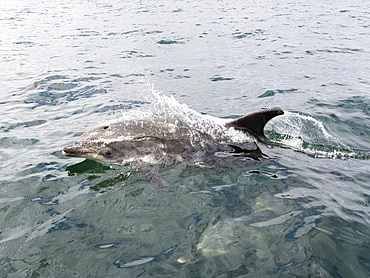 An adult bottlenose dolphin, Tursiops truncatus, surfacing near our our skiff outside Newport Beach, California, USA.
