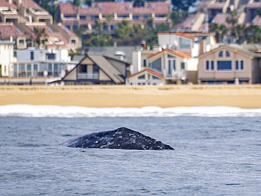 An adult California gray whale, Eschrichtius robustus, surfacing near homes in Newport Beach, California, USA.