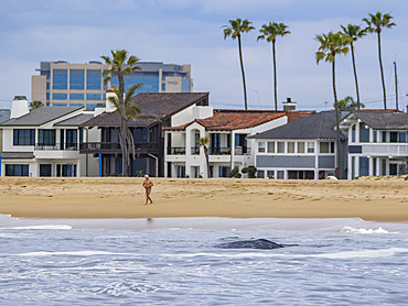 An adult California gray whale, Eschrichtius robustus, surfacing near homes in Newport Beach, California, USA.