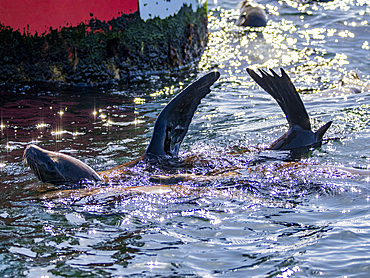 California sea lions, Zalophus californianus, thermoregulating near a buoy in the channel in Newport Beach, California, USA.