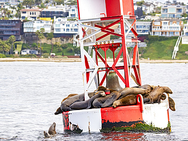 California sea lions, Zalophus californianus, hauled out on a buoy in the channel in Newport Beach, California, USA.