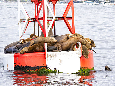 California sea lions, Zalophus californianus, hauled out on a buoy in the channel in Newport Beach, California, USA.