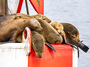 California sea lions, Zalophus californianus, hauled out on a buoy in the channel in Newport Beach, California, USA.
