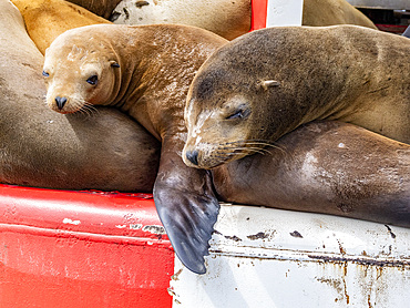 California sea lions, Zalophus californianus, hauled out on a buoy in the channel in Newport Beach, California, USA.